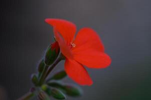 Bright red flower blooms elegantly against a blurred background during golden hour in a tranquil garden setting photo