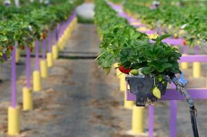 Bright red strawberries growing in a vibrant field of green and purple at an innovative agricultural site photo