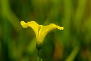 Blooming yellow flower stands out against vibrant green backdrop in a sunny meadow photo