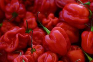 Vibrant red habanero peppers piled together in a lively market setting filled with color and freshness photo