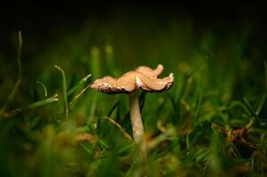 Mushroom rising gracefully among lush green grass at twilight in a seren garden setting photo