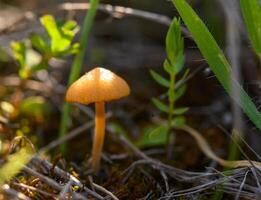 Bright golden mushroom emerging from the forest floor, surrounded by lush greenery under gentle sunlight in a tranquil nature setting photo