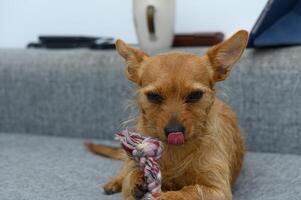 Playful dog enjoys chewing on a colorful rope toy while lounging comfortably on a soft gray couch in a cozy indoor space photo
