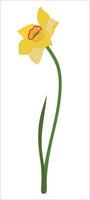 Yellow daffodils with green leaves in flat style. Cartoon illustration of narcissus. Spring flower isolated on white background. vector