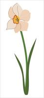 Spring flower isolated and on white background. White daffodil with green leaf in flat style. Narcissus cardboard illustration. vector