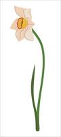 White daffodils with green leaves in flat style. Cartoon illustration of narcissus. Spring flower isolated on white background. vector