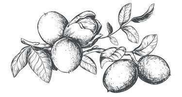 Branch Walnuts drawn horizontal. illustration in engraving technique. Ingredient for nut paste, oil, liqueur. For packaging design. Linear drawing in ink. vector