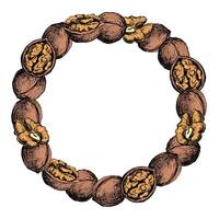 round frame of walnuts. Wreath of open walnut kernel, whole walnut. Design for packaging of nut paste, liqueur or oil. Color sketch isolated on white background. Engraving style, ink. vector