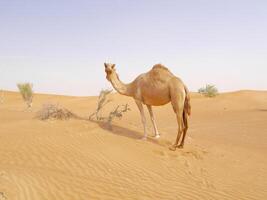 A camel standing in the desert photo