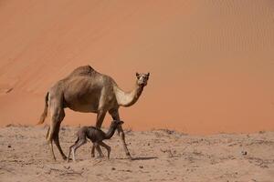 A camel and a baby camel in the desert photo