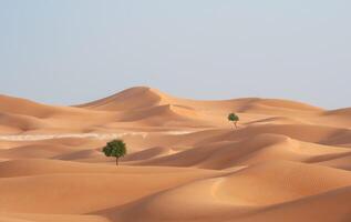 Two trees stand in the middle of a desert photo