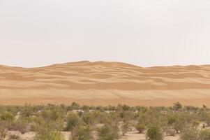 A large desert area with a few trees and a camel photo