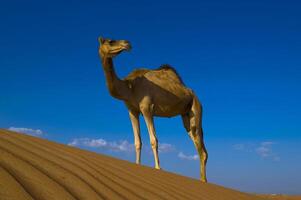 A camel standing on a sand dune photo
