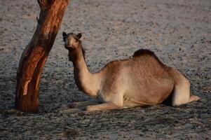 A camel laying down next to a tree in the sand photo