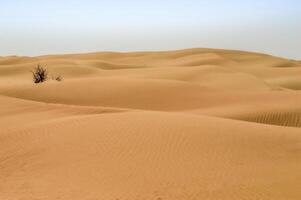 A lone tree in the middle of a desert photo