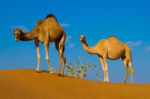 Two camels standing on a sand dune photo