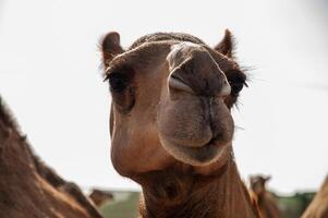 A close up of a camel's face photo