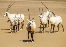 A herd of oryx in the desert photo