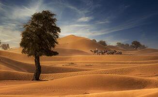 A lone tree in the desert photo