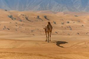 A camel walking across a desert with mountains in the background photo