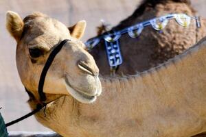 A camel with a harness on its head photo
