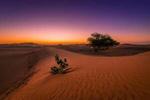 The sahara desert in the middle east photo