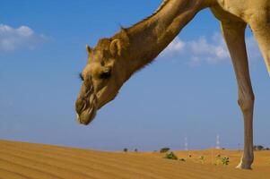 A camel in the desert photo