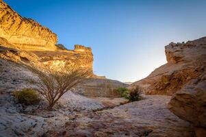 A tree in the middle of a desert photo