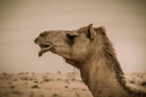 A camel with its mouth open in the desert photo