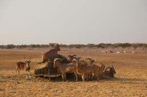 A herd of animals in a field photo