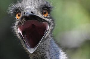 A close up of an emu with its mouth open photo