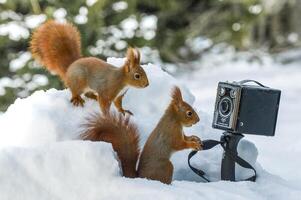 Two squirrels are standing in the snow with a camera photo