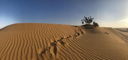 A lone tree in the desert with sand dunes in the background photo