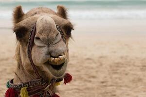 A camel with a bridle on photo