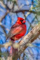 A red bird sits on a branch in a tree photo