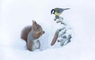 A squirrel and a bird in the snow photo