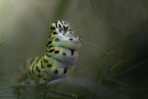 A caterpillar with black and white spots on its back photo