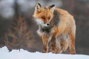 A red fox stands in the snow photo