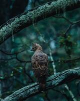 A hawk sitting on a branch in the woods photo