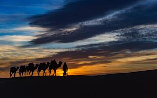 A group of camels are walking across the desert at sunset photo