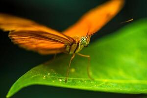 A close up of a butterfly on a green leaf photo