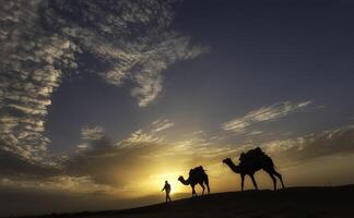 Three camels are walking in the desert at sunset photo