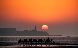 A group of people riding camels on the beach photo