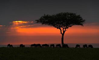 A herd of cattle grazing in a field photo