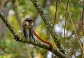 A monkey is sitting on a branch in the forest photo