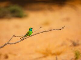 A small bird sitting on a branch in the desert photo