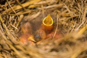 A baby bird is sitting in a nest with its mouth open photo