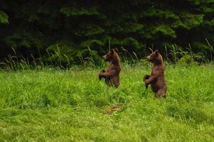 Two brown bears standing in the grass photo