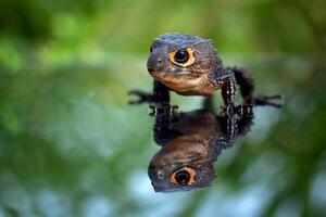 A small lizard with its reflection on a mirror photo