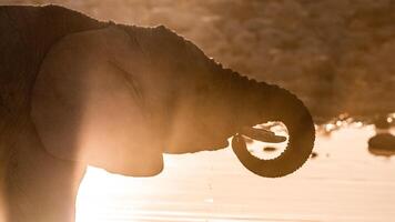 An elephant is standing in the water photo